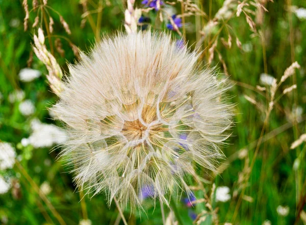 Schöne Flauschig Blühende Blume Löwenzahn Auf Farbigem Hintergrund Aus Nächster — Stockfoto