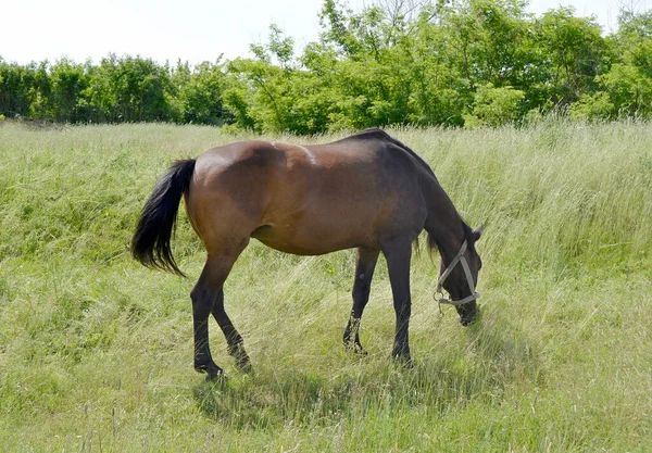 Beau Cheval Brun Sauvage Étalon Sur Prairie Fleurs Été Cheval — Photo