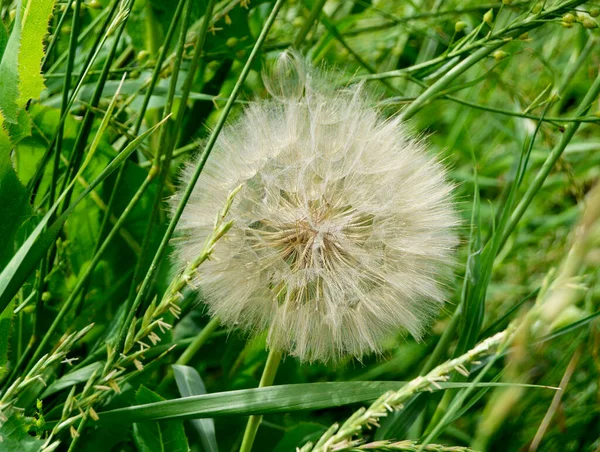 Schöne Flauschig Blühende Blume Löwenzahn Auf Farbigem Hintergrund Aus Nächster — Stockfoto