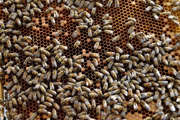 Abstrakte Sechseckige Struktur Ist Wabe Aus Bienenstock Gefüllt Mit Goldenem — Stockfoto