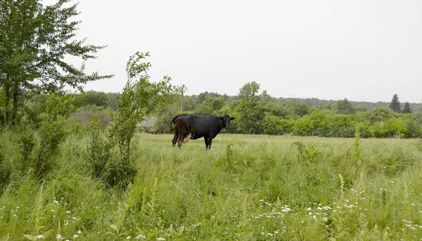 Fotografía Sobre Tema Hermosa Vaca Lechera Pastos Prado Verde Bajo —  Fotos de Stock