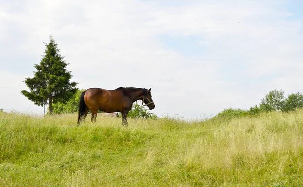 Beau Cheval Brun Sauvage Étalon Sur Prairie Fleurs Été Cheval — Photo