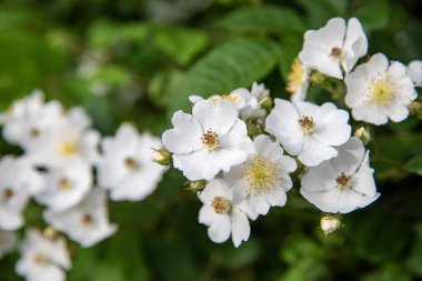 Doğada beyaz çiçek