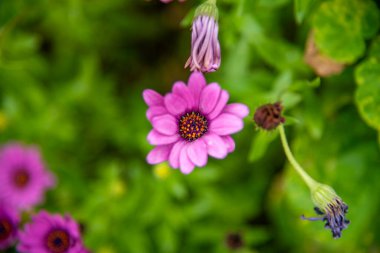 Bahçedeki güzel çiçeklerin manzarasını kapat.