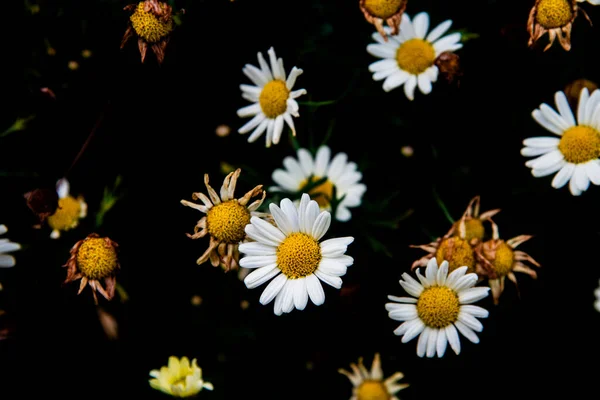 Papatya çiçek alanı