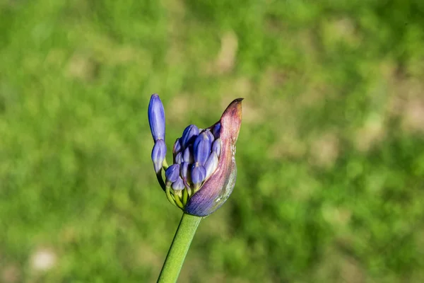Güzel tomurcuklanan çiçek