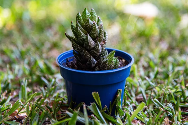 Küçük yeşil sulu otların arka planında saksıda