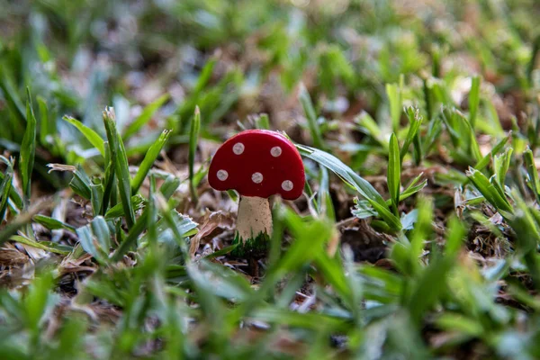 Ormanda çimlerin üzerinde mantar