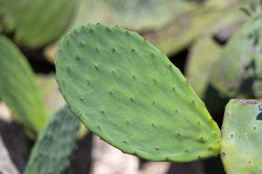 Yeşil dikenli bir armut kaktüsünün yakın çekiminde doğal ışık desenleri, dikenler ve glock bitleri görünür.