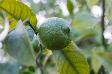 Gelişmekte olan yeşil limonu yakından görmek sağlıklı çevreleyen yaprakların arasına rahatça yerleşmiştir.