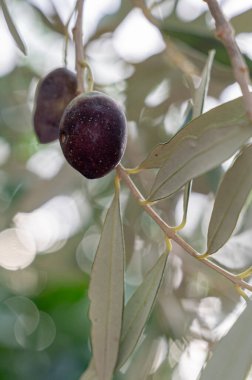 Zeytinler bir dalda sallanıyor, sıcak ışıkla aydınlatılıyor, zarif güzellikler sergiliyor.