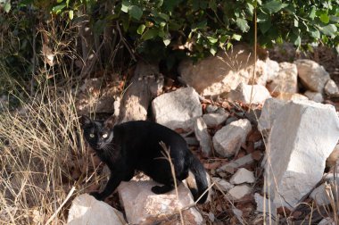 Neşeli bir kara kedi, yeşilliklerle dolu, yemyeşil bir ortamda kayalık araziyi ilginç bir şekilde keşfeder.