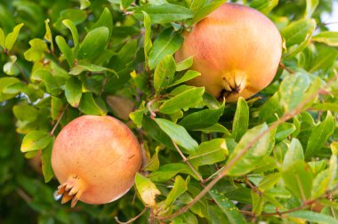 Sulu meyve yakın plan, taze toplanmış nar yeşillik detaylarıyla çevrili, olgun nar dokusunu vurgulayan canlı görüntü ve doğal parlaklık.