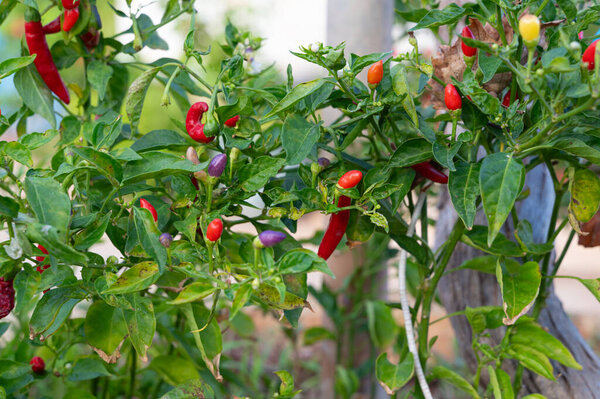 Freshly picked peppers with shiny leaves in morning light, Lively scene of ripe peppers on green branches beneath sunlit garden canopy with blurred