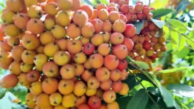 Renkli olgunlaşan böğürtlen kümesi, ağaç dalında güneşli böğürtlenler, sonbaharda güneş ışığından sarkan renkli meyveler.