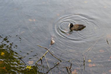 Dalgalı gölet suyunda yüzen ördek yavrusuyla ana ördek, yüzen yapraklar ve dallar, yumuşak yansımalar ve uysal bir uyanış, sakin vahşi yaşam