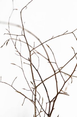Soyut çizgiler oluşturan ince dallardan oluşan beyaz, narin ağlara karşı yedek kış dalları, yüksek anahtarlı monokrom palet, gevrek doku, sakin minimum bileşim