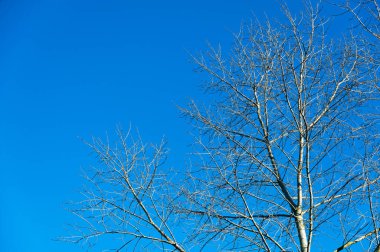 İzlanda 'nın derin mavi gökyüzüne karşı çıplak dalları, kış güneşini yakalayan parlak tomurcuklar, yüksek kontrast minimum bileşimi, kıtır soğuk atmosfer, desenli ağaç kabuğu