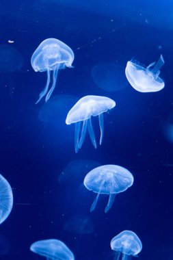 Sakin, ışıl ışıl su manzarası evrimi. Sakin okyanus yüzeyinde hafif bir ışık dans eder. Yumuşak ışığın barışçıl deniz canlılarını şereflendirmesi gibi huzur da yayılıyor.