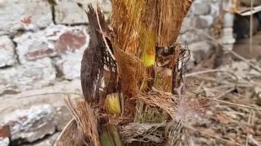 Palmiye Ağacı Tabanı Çürük Kahverengi Fibröz Önleri Bud Hasar Hastalığı
