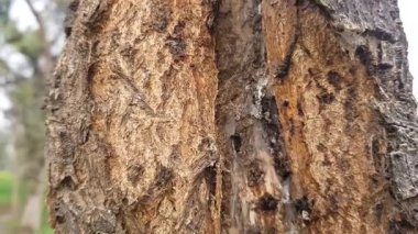 Ağaç Kabuğu Böceği Hasar Deliği İstila Kimliği