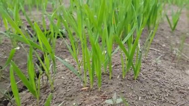 Buğday tohumları kuraklık stresi Toprak Kurutma Tarlası Hasar Tespiti