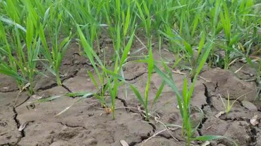 Buğday tohumları kuraklık stresi Toprak Kurutma Tarlası Hasar Tespiti