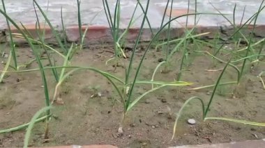 Soğan tohumları Sarı Yaprak İpuçları Burun Yanması Hasar Tespiti