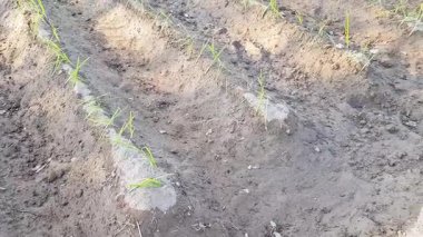 Genç Buğday Tohumları Yükseltilmiş Yatak Tarlası Tarlasında Yakın Çekim