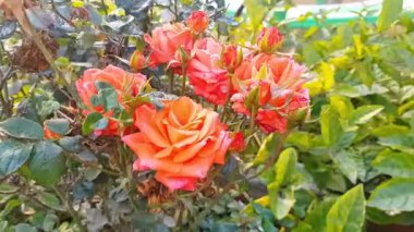 Bahçede çiçek açan portakal gülleri Dew Doğa Makrosunu Kapattı