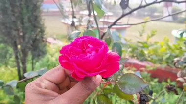 Canlı Pembe Gül Çiçek Bahçesinde Çiçek Kapalı Doğada Makro