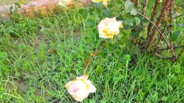 Sarı Gül Çiçekleri Çalı Bahçesinde Çiçek açıyor Yakın Çekim Doğa Makrosu