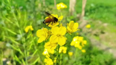 Arı Tozlaştırıcı Sarı Hardal Çiçekleri Kapalı Baharlı Makro