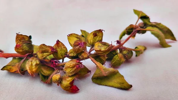 Kırmızı çiçeğe yaklaş.