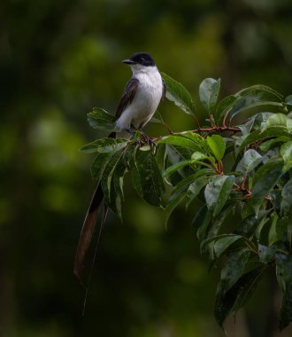 Görüntü, beyaz gövdeli ve uzun kahverengi kuyruklu zarif bir Çatal kuyruklu (Tyrannus savana) sinekkapanı yakalar ve yemyeşil yapraklardan oluşan bir dala nazikçe tünemiştir..