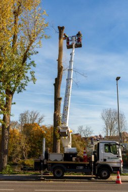 Lauffen am Neckar Almanya 'daki kentsel orman bakımı. İşçiler ölü dalları kesiyor ve bir asansör kamyonu yardımıyla uzun ağaçları kesiyorlar. Kasım 2025.