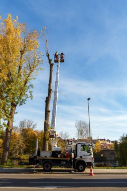 Lauffen am Neckar Almanya 'daki kentsel orman bakımı. İşçiler ölü dalları kesiyor ve bir asansör kamyonu yardımıyla uzun ağaçları kesiyorlar. Kasım 2025.
