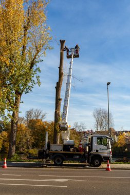 Lauffen am Neckar Almanya 'daki kentsel orman bakımı. İşçiler ölü dalları kesiyor ve bir asansör kamyonu yardımıyla uzun ağaçları kesiyorlar. Kasım 2025.