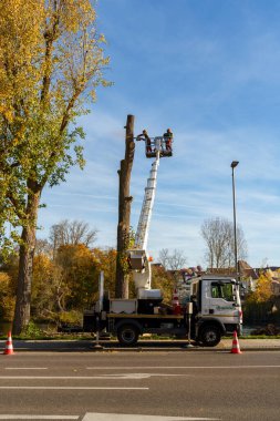 Lauffen am Neckar Almanya 'da halka açık bir caddede ağaç kesme çalışmalarının editörlük görüntüsü. Belediye çalışanları uzun ağaçları budamak için vinç kullanıyorlar..
