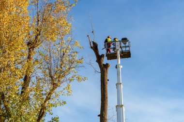 Lauffen am Neckar Almanya 'sında sonbaharda ağaçları buduyorlar. Operasyon asansör kamyonları ve elektrikli testerelerle yapılır. Kasım 2025 tarihli editör belgeleri.
