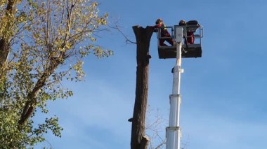 Belediye çalışanları Güney Almanya 'da ağaç bakımını hidrolik vinç kaldırma ile yapıyorlar..