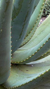 Dikenli kenarları ve organik yapısı olan aloe yapraklarının makro görüntüsü. Yeşil sulu doku, tropikal duvar kağıdı deseni ve doğal tasarım için uygun botanik arkaplan oluşturur.