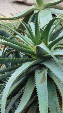 Aloe bitkisinin doğal radyal deseni oluşturan üst görüntüsü. Yeşil sulu yapraklar, tropikal duvar kağıdı organik tasarımı ve doğadan esinlenilmiş desen için ideal botanik doku arka planı oluşturur..