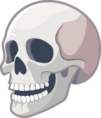 Alt çeneli insan kafatası, yakın planda, şeffaf bir arkaplanda izole olarak gösterilir. Yapay zeka üretildi. Vektör simgesi