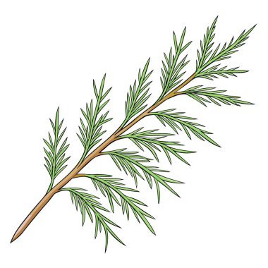 Ardıç iğnelerinin izole edilmiş dalı. Ayrıntı ve doku. Dekorasyon için bitkisel element. Yapay zeka üretildi. Vektör simgesi