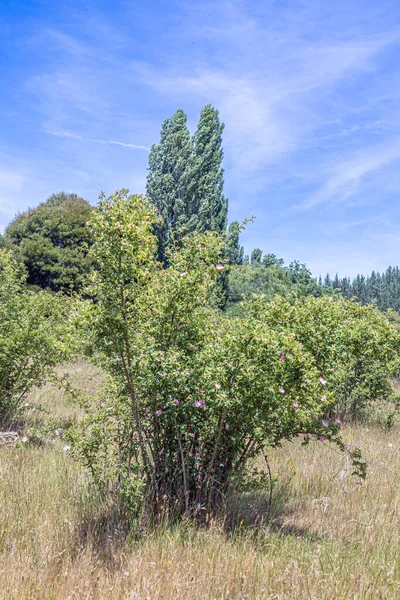 Pilen, Cauquenes, Şili 6 Aralık 2025: Çiçek açan pembe çiçekler ve doğal bitki örtüsü ve yerel ağaçlarla çevrili yeşil meyvelerin yer aldığı doğal ortamında gül kalçası.