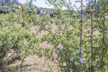 Pilen, Cauquenes, Şili 6 Aralık 2025: Doğal habitatında doğal bitki örtüsü ve yerel ağaçlarla çevrili pembe çiçekler ve gelişen yeşil meyvelerle gül ağacı. Doğal ışıkla aydınlatılmış kırsal bir bölge..