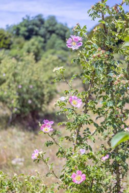 Pilen, Cauquenes, Şili 6 Aralık 2025: Rosehip çiçekleri (Rosa rubiginosa) doğal ışıkla aydınlatılmış gül ağacı çalılıklarında tam çiçeklenmiştir. Doğayı, vahşi güzelliği, botaniği, refahı ve biyolojik çeşitliliği çağrıştıran ilkbahar görüntüsü..