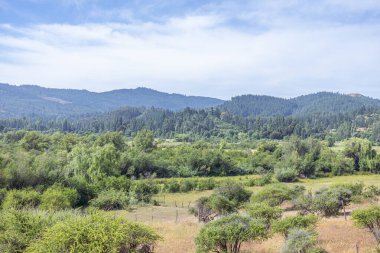 Piln Field, Cauquenes, Şili. Ön planda, Şili dikenli çalılar doğal otlaklar arasında dağılmıştır. Arka planda, ormanlar ve yerel bitkilerle kaplı olan Sahil Sırası yükseliyor..