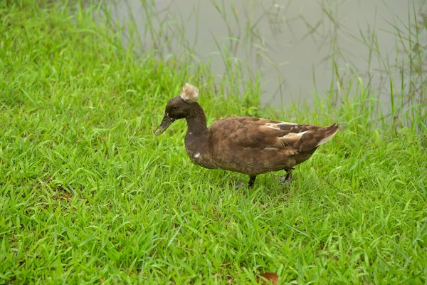 Pato caminando en el césped — Foto de Stock